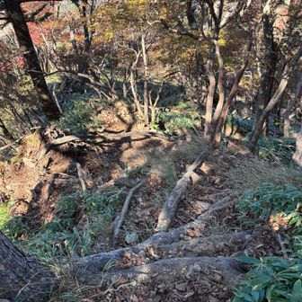 釈迦ヶ岳に戻り、鶏頂山へと向かう。足場の悪い急な下りが続き、帰りに待ち受ける登り返しを思うと気が重い💦
