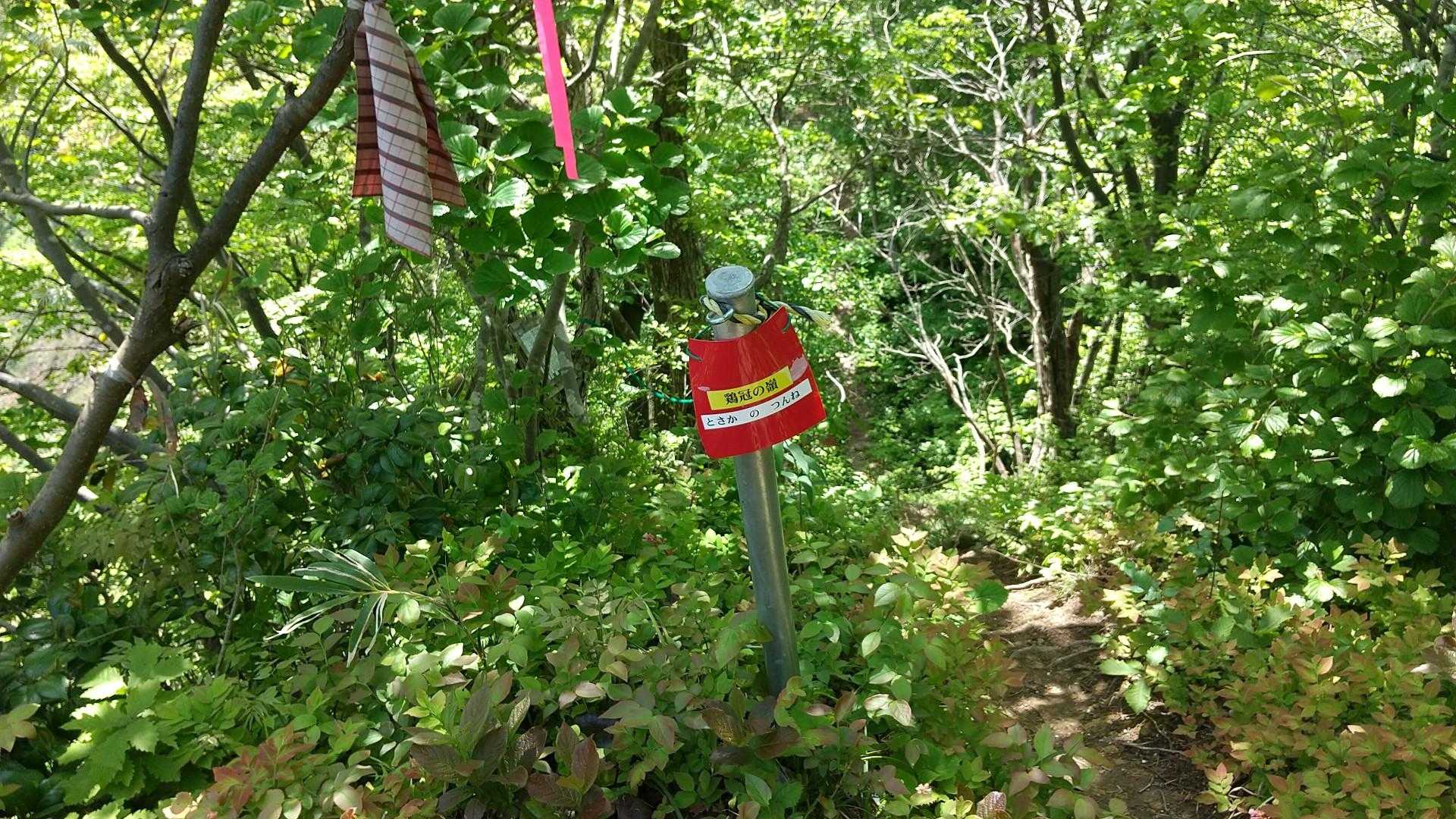 鶏冠のつんね。

歩いて分かった！
鶏冠のようにギザギザの
細尾根の登山道で
エキサイティング！

ロープがありがたい♪
設置ありがとうございます。