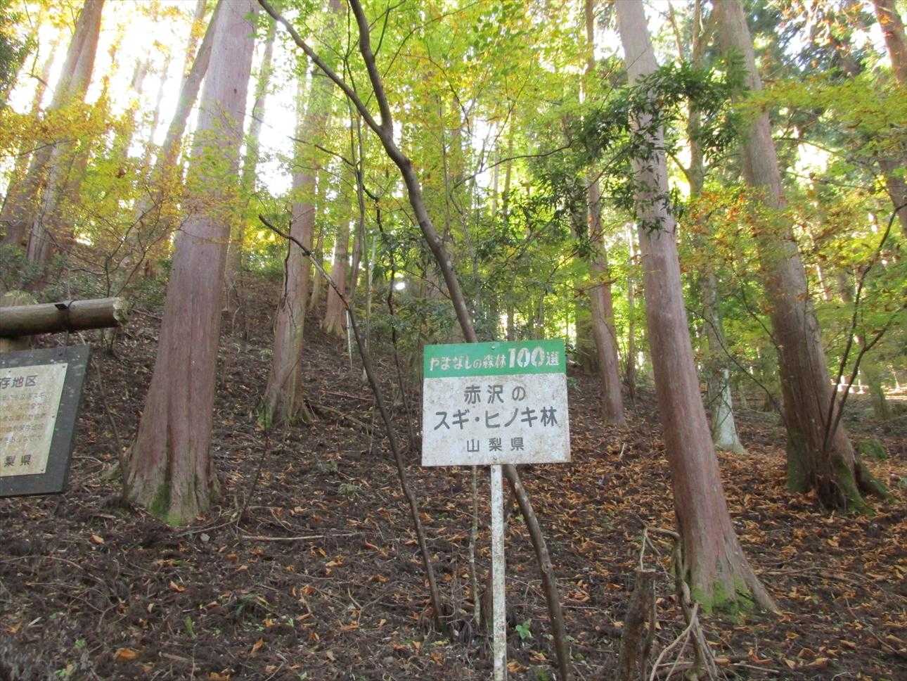 山梨の森100選なので杉とヒノキといえど立派です