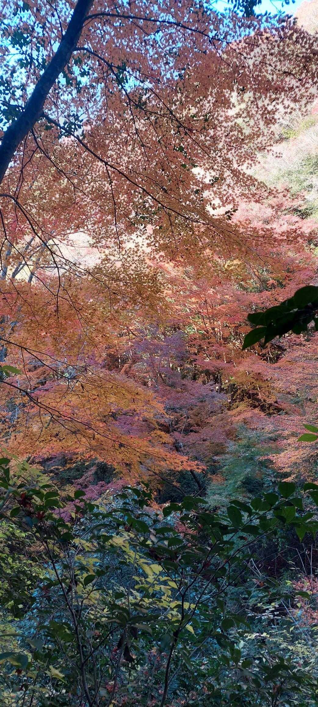 🍁