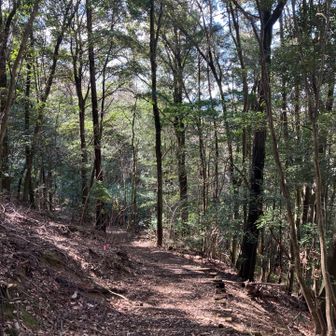 私は急いで下山💦