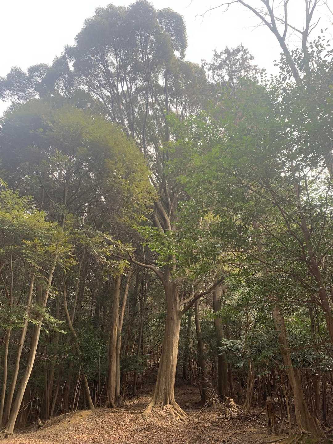 わぁ〜大きな🌲
写真では伝わらない