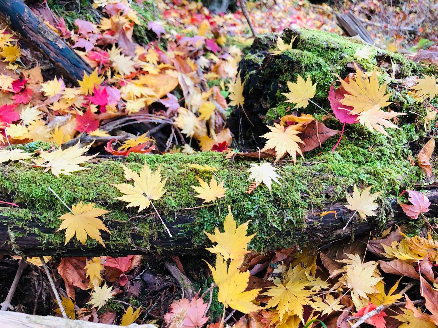 サイコー🍁🍂