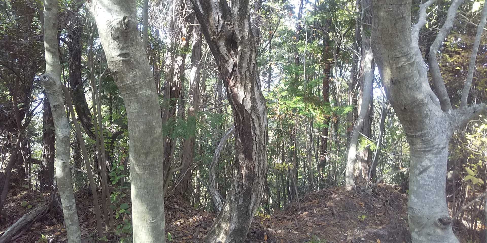 キスラシ山の標示が又無くなってた。
と言うか、直接木の洞に直書きされてたのに、その木も切り倒されてた。
なんだろう？憎しみでもあるんだろうか。コレクションの域を逸脱してる気が。