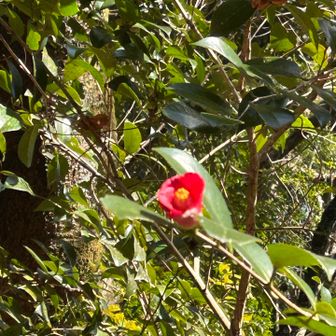 この株にも

山庵寺のツバキにはツボミがあるけど塔分かれ辺りの株には殆どツボミが見えない
もしかして今年は花が少ない⁉️