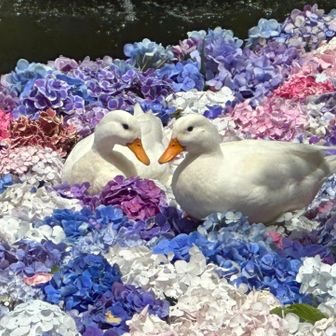 つがいのアヒルがアジサイの上で見つめ合っていてかわいい。この後2匹とも眠ってしまった