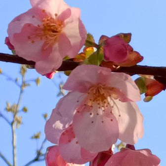 色が濃くて可愛い