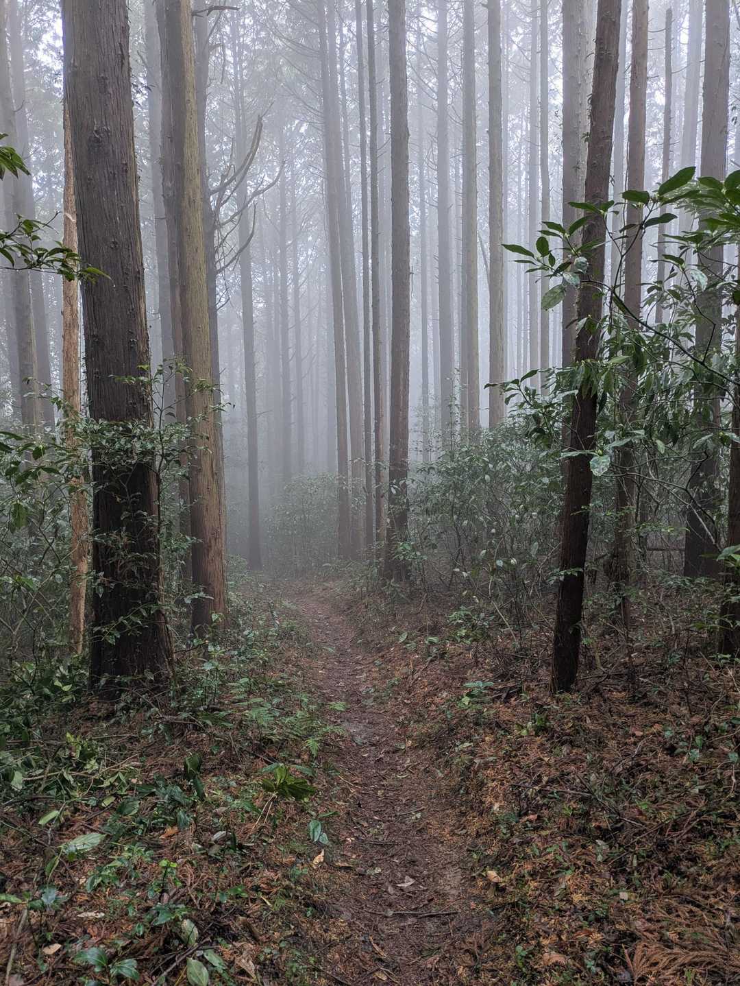 真っ直ぐな木々が道しるべ🌳🌳🌳