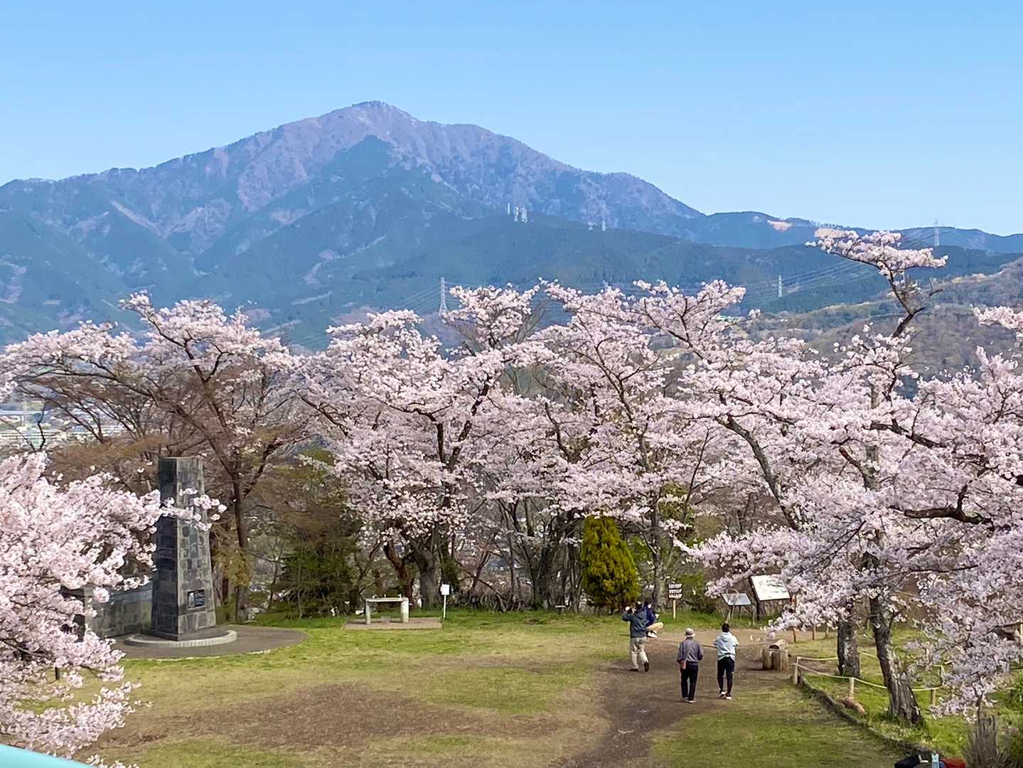 桜と大山のコラボ。ベストマッチ。絵になる美しさです。
