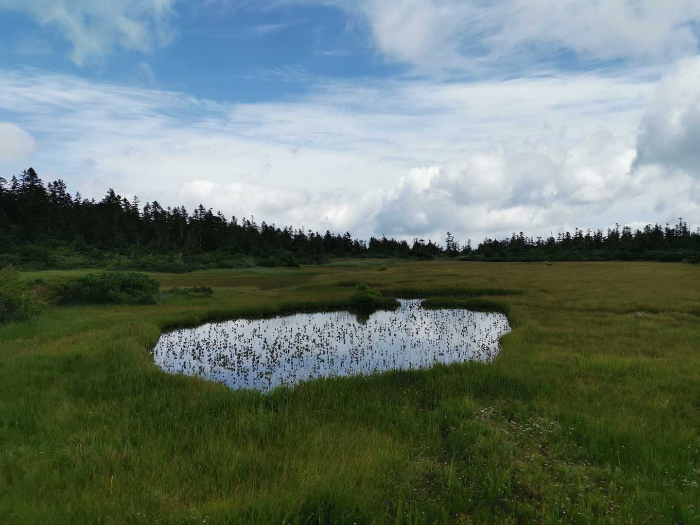 黒谷地湿原。