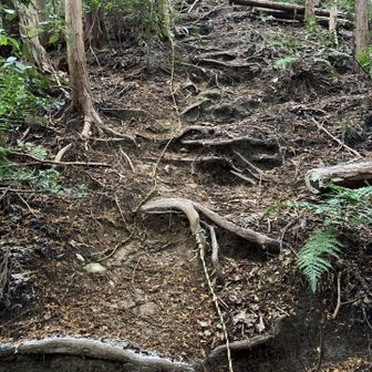 ここを上がれば岩瀬経塚山＋葛城修験十八経塚。
今日イチの急登ですが、山頂まですぐなので問題無し😌