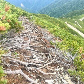 ハイマツの枝の上を↘️↘️↘️
雨で濡れてたら、スリップに注意やろね⚠️