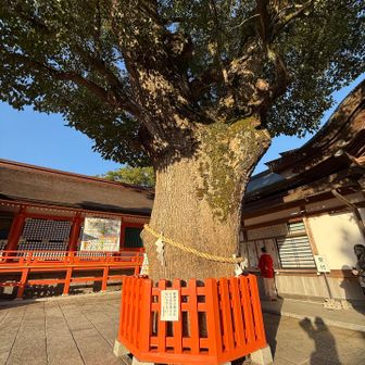 樹齢800年の御神木様🌳