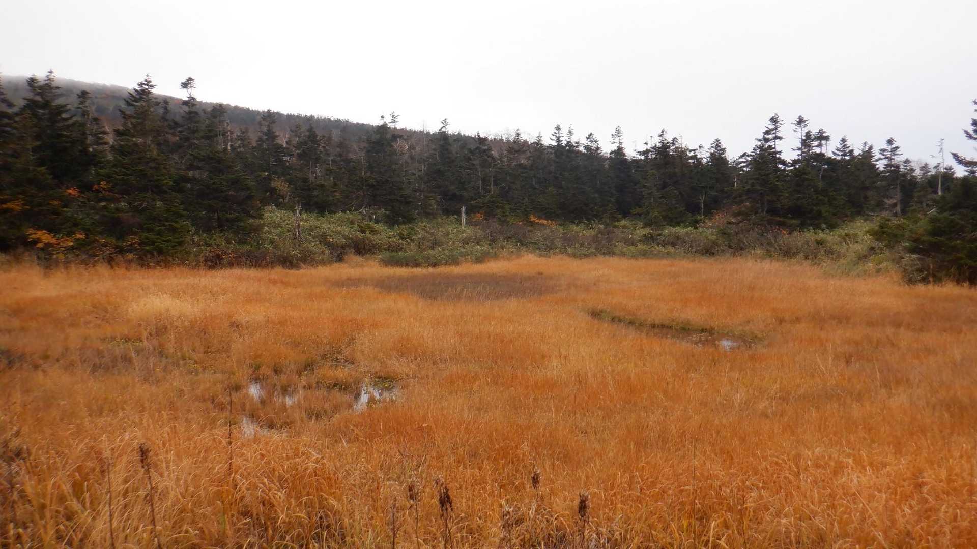 避難小屋前の湿原