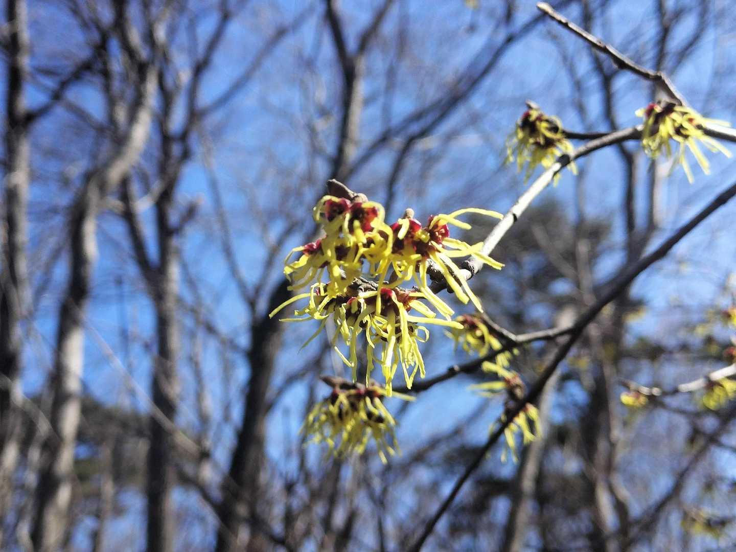 マンサク
なんでこの形状なんだろう🤔

＊特徴＊
マンサクは冬の名残のある野山などで、木々の芽吹きも始まらない季節に、黄色の花を咲かせ、いち早く春の訪れを告げる花木です。花がよく咲けば豊作、花が少なければ不作など、稲の作柄を占う植物として古くから人との深いつながりをもっていました。そこから満作の名がついたとも、開花期が早いことから「まず咲く」や「真っ先」が変化したともいわれています。
