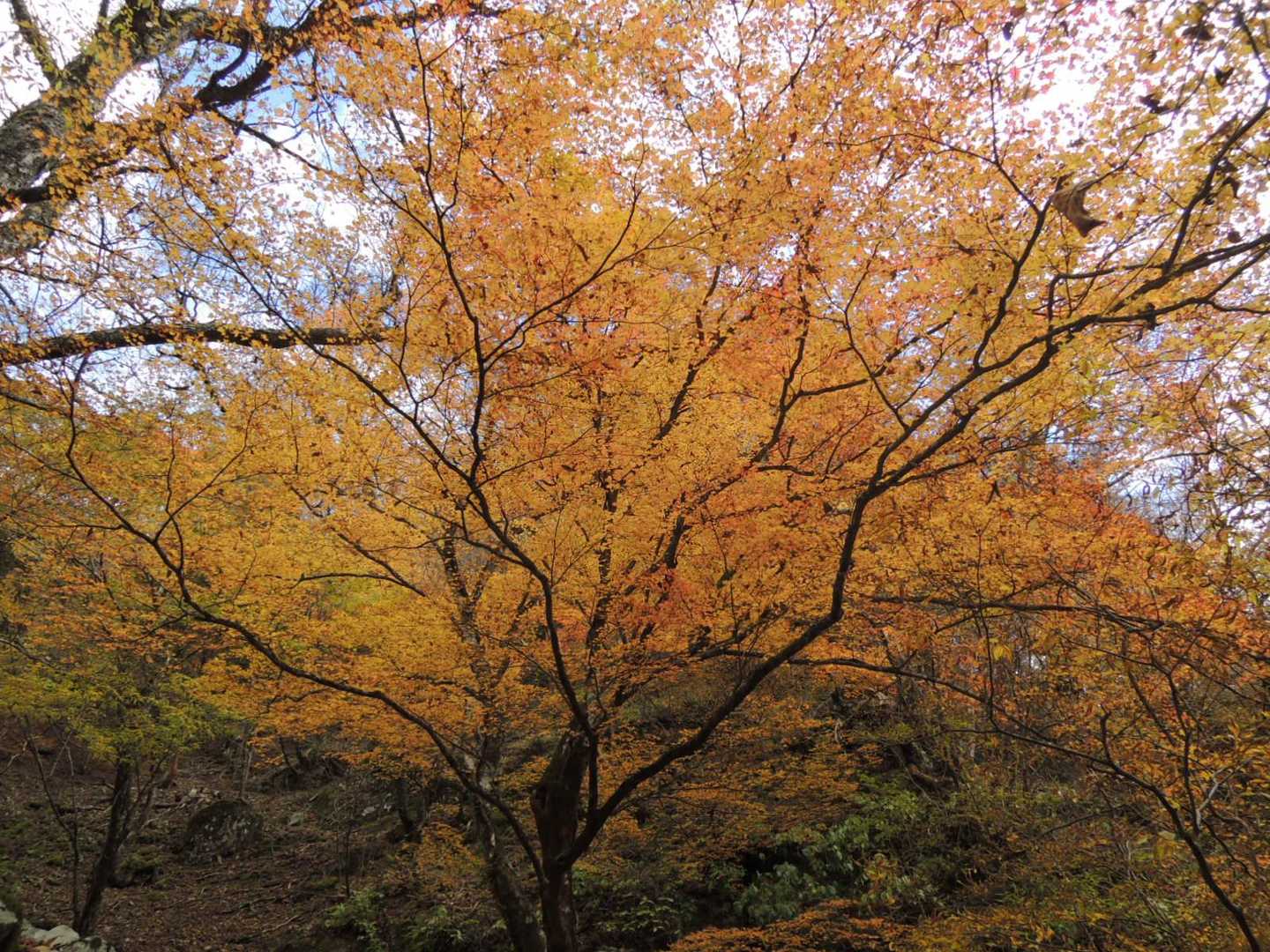 八経ヶ岳 | 近畿最高峰の絶景パノラマ。苔むす原生林を抜け大峰の峰々を望むの写真