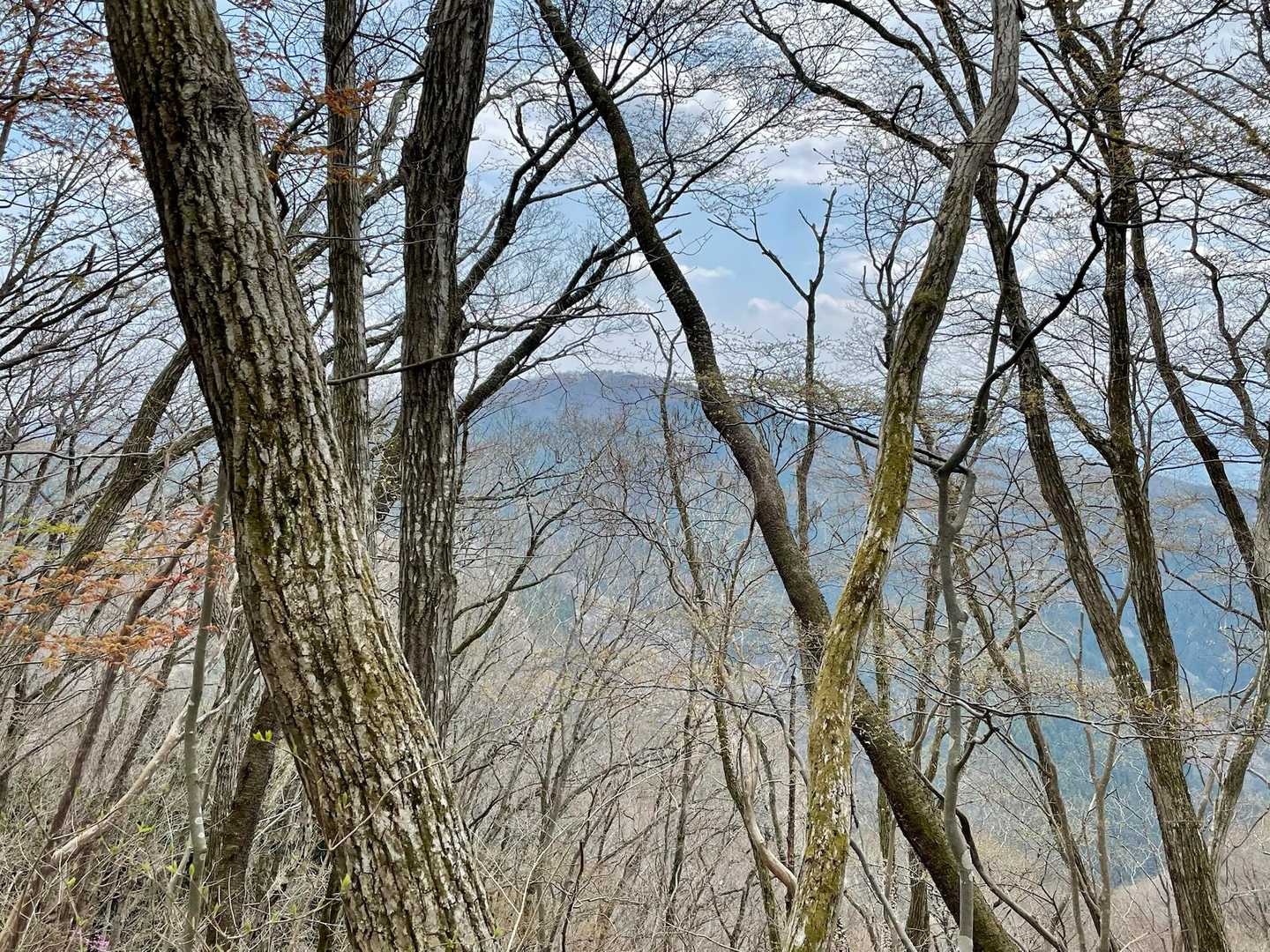 はるか向こうの陣馬山が気になっていたら、このあたりにある大蔵里山のピーク標識を見逃した