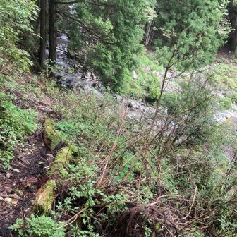 駐車場脇の登山道を登ると、堰堤の上に降りる道がありました