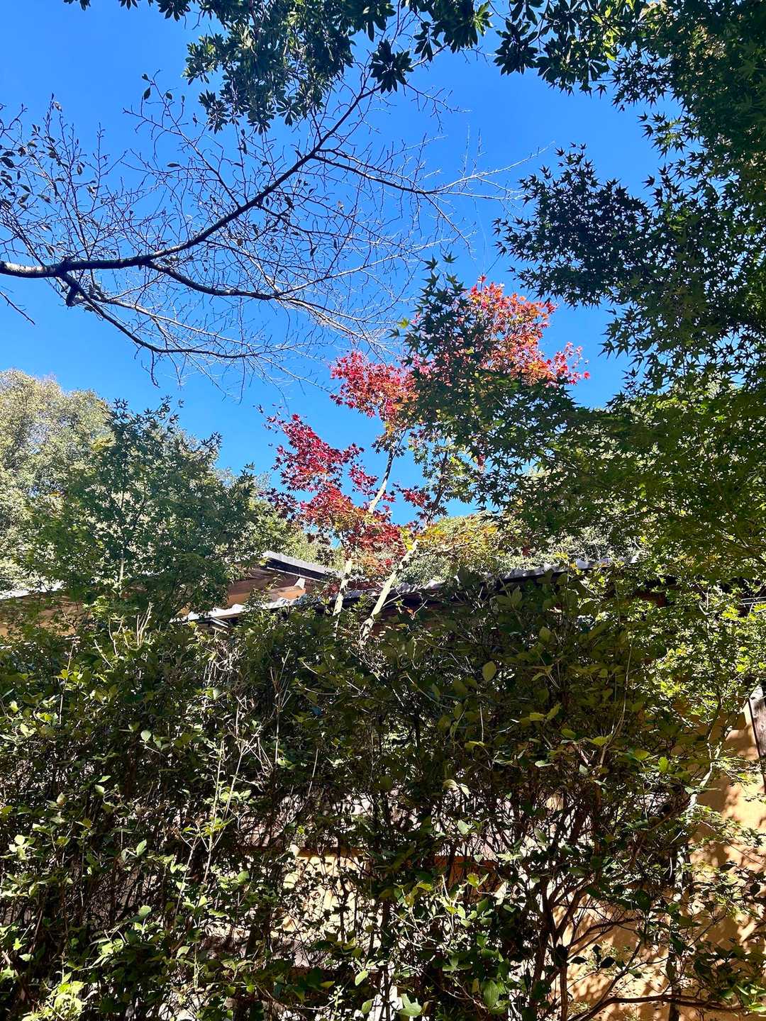 紅葉はまだほんの一部だけ。