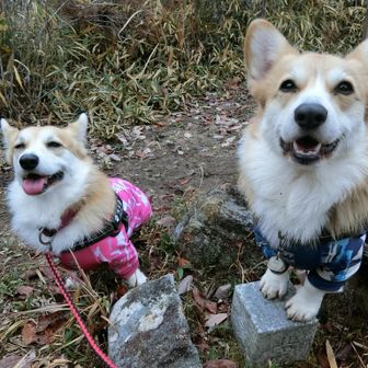 山頂♪ まだ先代犬たちのように揃ってタッチは出来ません(^^；