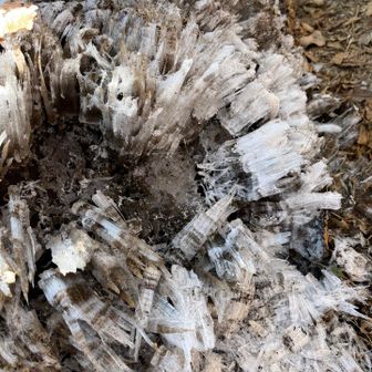 霜柱はところどころ残ってます