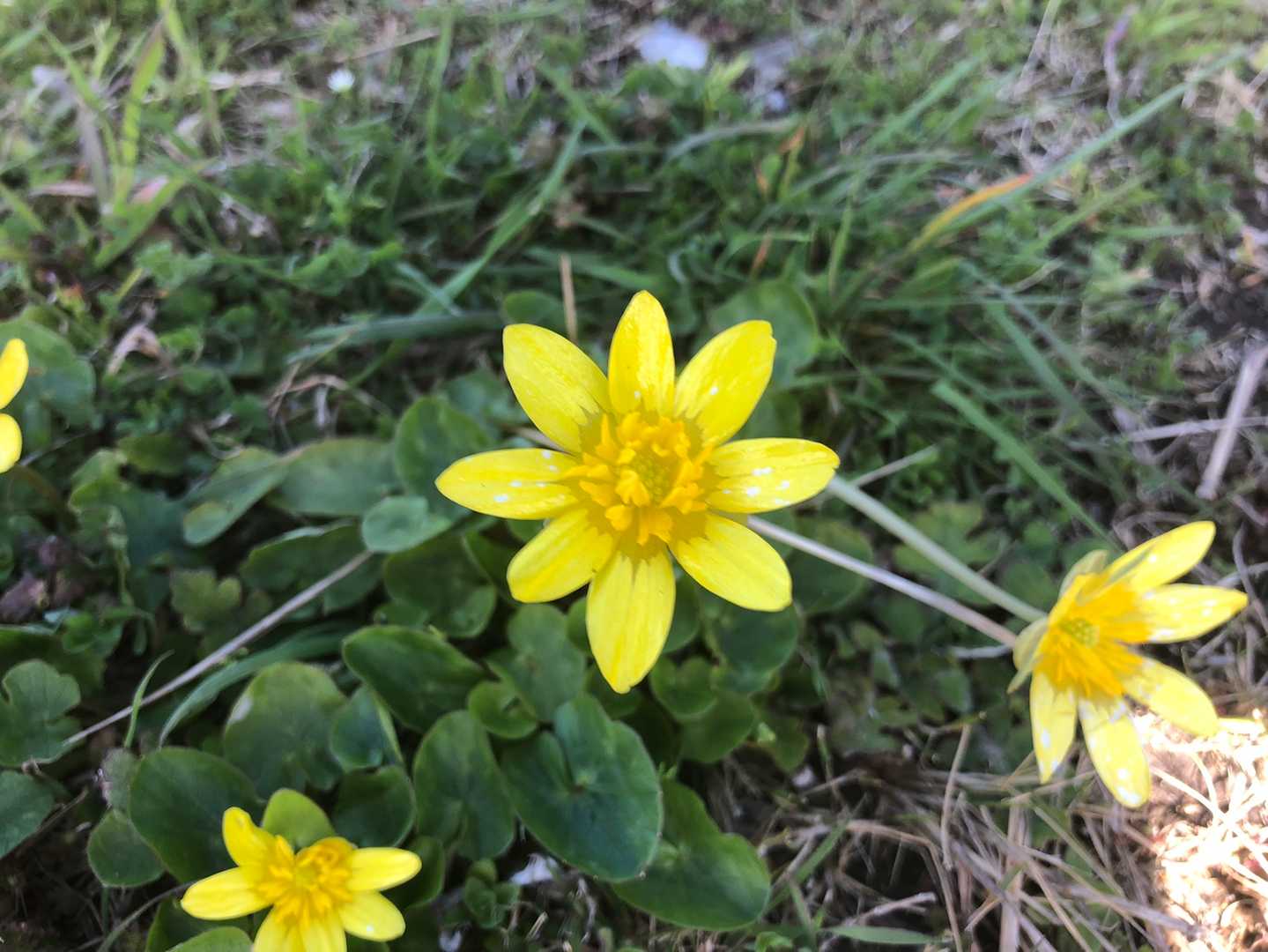 綺麗なお花が道端に