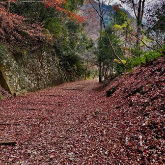 レッドカーペット🍂