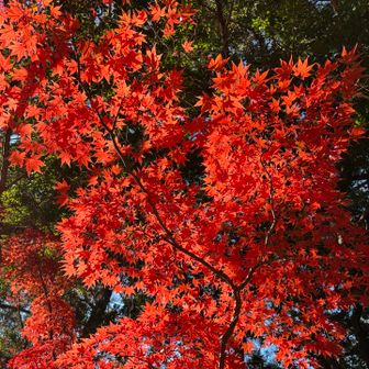 最後に真っ赤になってました
