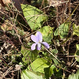 エイザンスミレであってるかな？