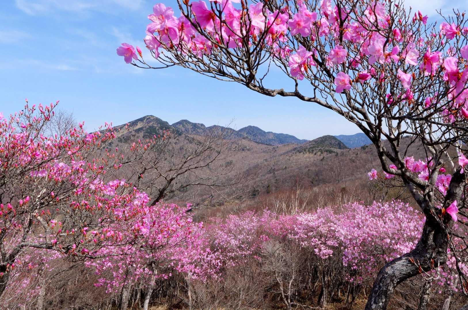 アカヤシオ満開の袈裟丸山つつじ平『小丸山まで』バリコースから