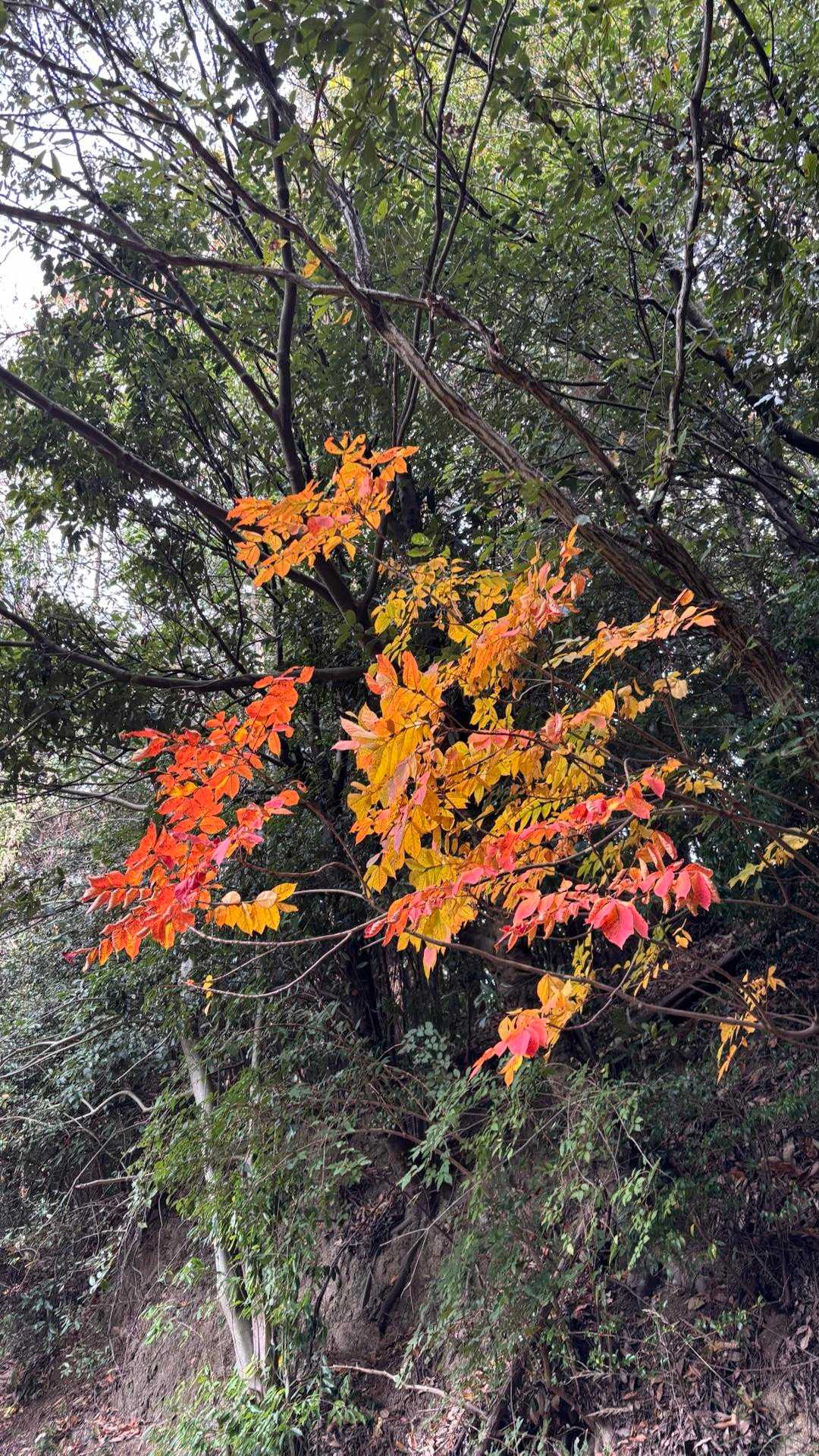 此処だけ鮮やか😍