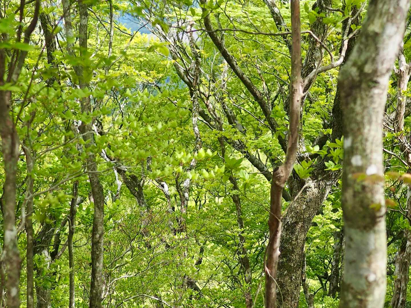 新緑が美しい🍃

家族のこと
体のこと
仕事のこと

それぞれ色々あるお年頃

山歩いて
美味しいもん食べて
なんやかんや喋って笑ったら

よし、また頑張ろ〜ってなる😊

おしまい♪
＊白ボーノはお向かいの東光森山でみてね笑