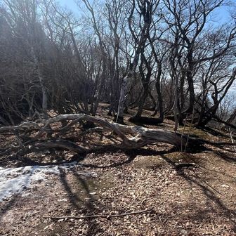 通せんぼしてるかのごとく倒木