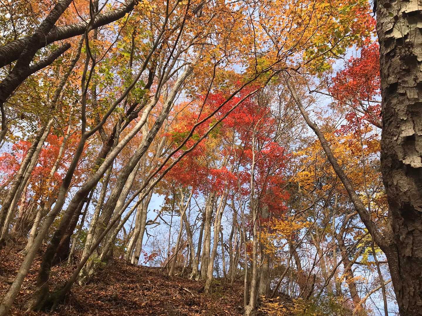明るい斜面を歩きます。尾根まではもうすぐ。
階段状のステップが切られた岩(ロープあり)を越えたら尾根道😊
