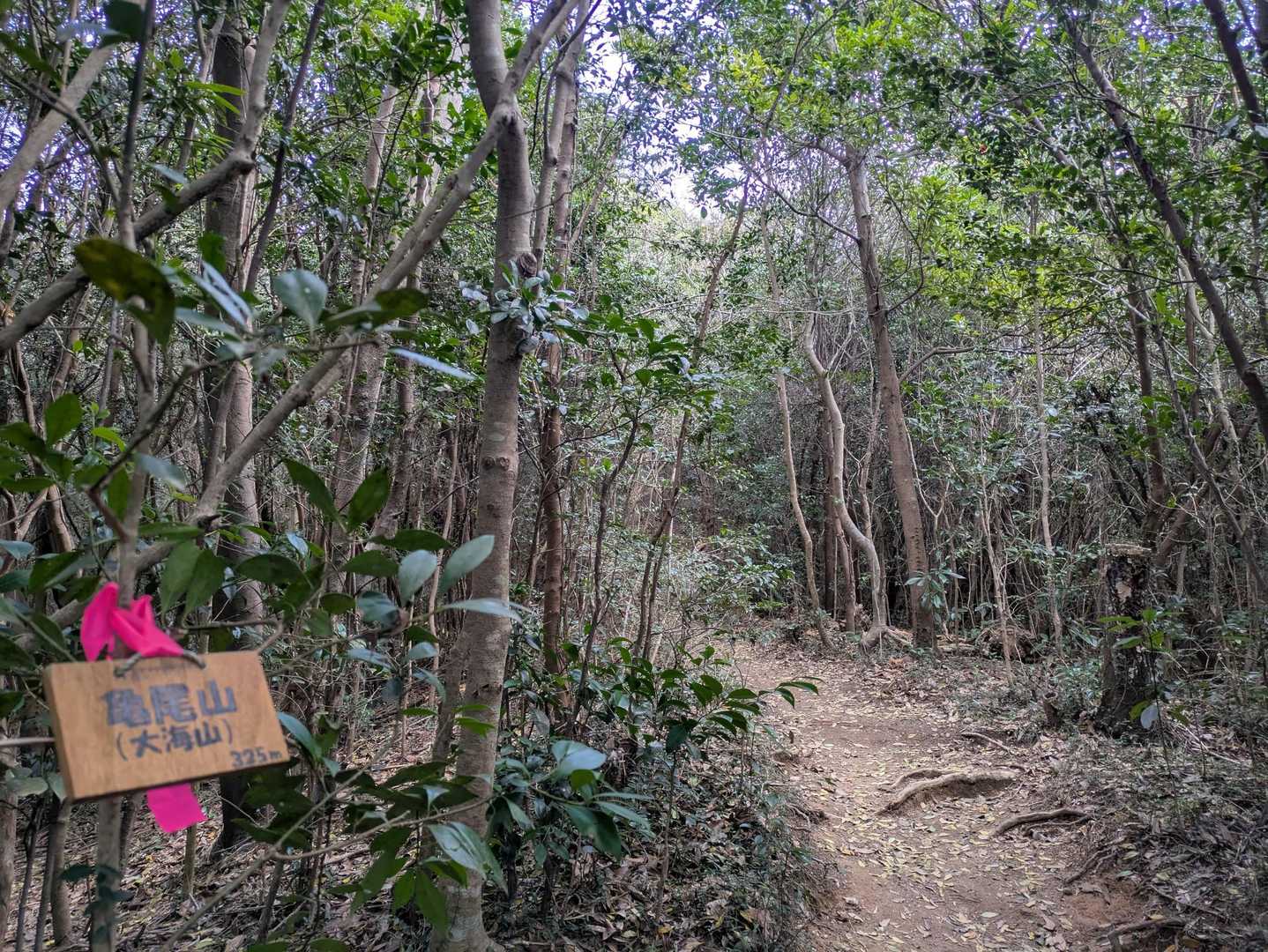 あと100歩で山頂✌