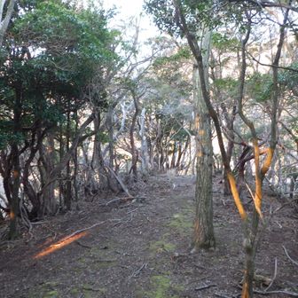 Yamap上の鍋山山頂。標識無し。