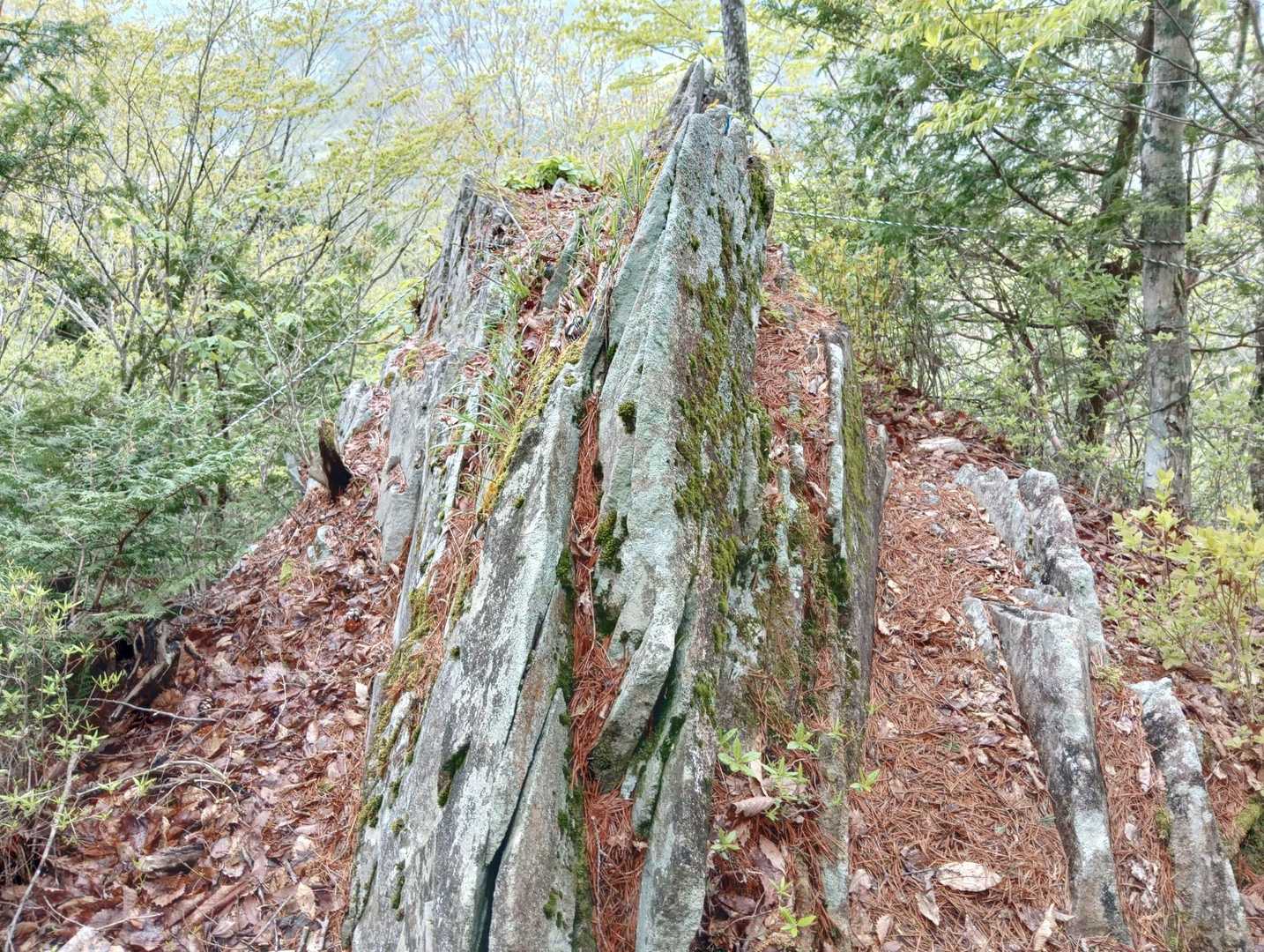 ゴジラの背🪨👍