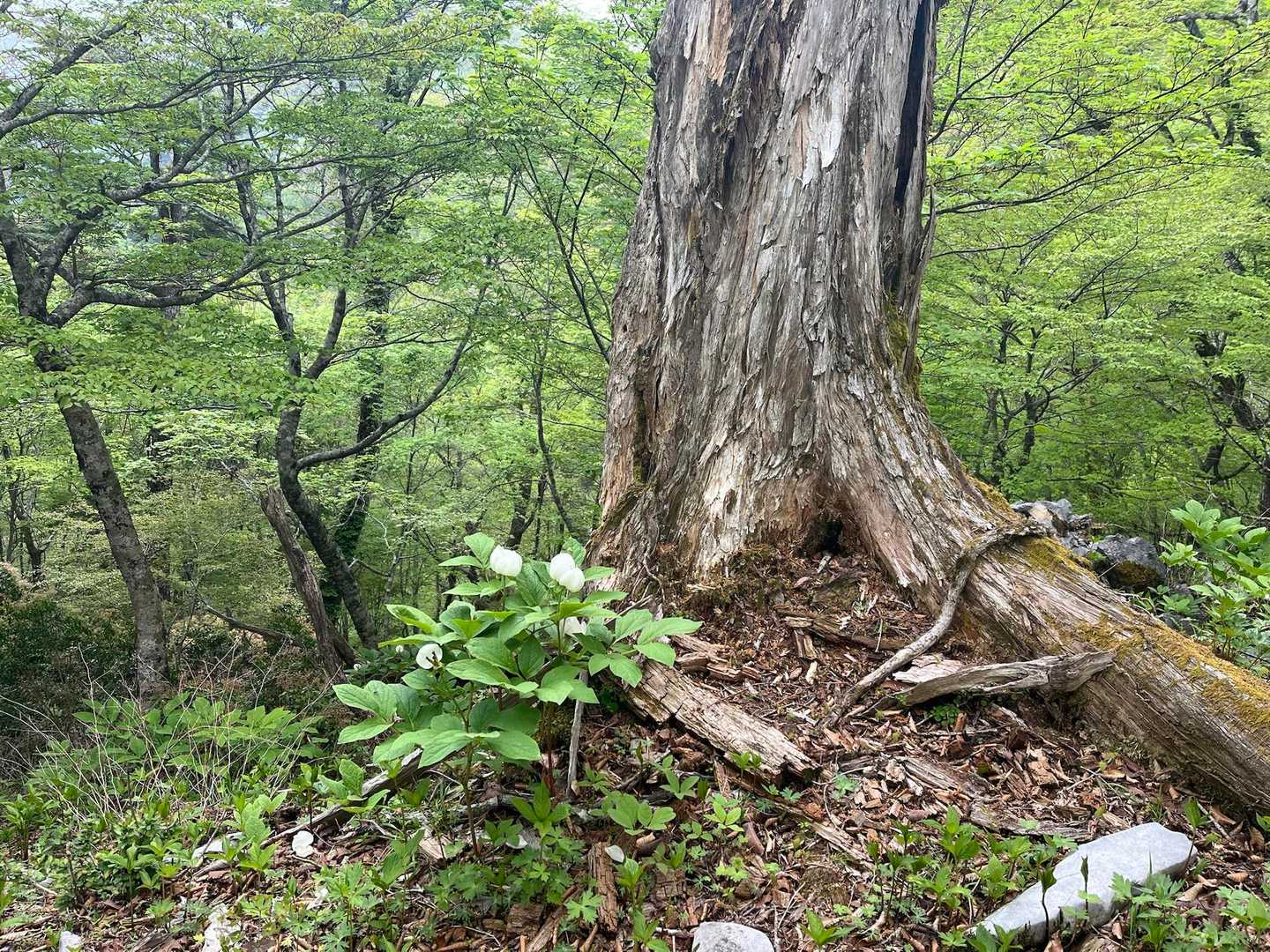 第一、山芍薬🤍