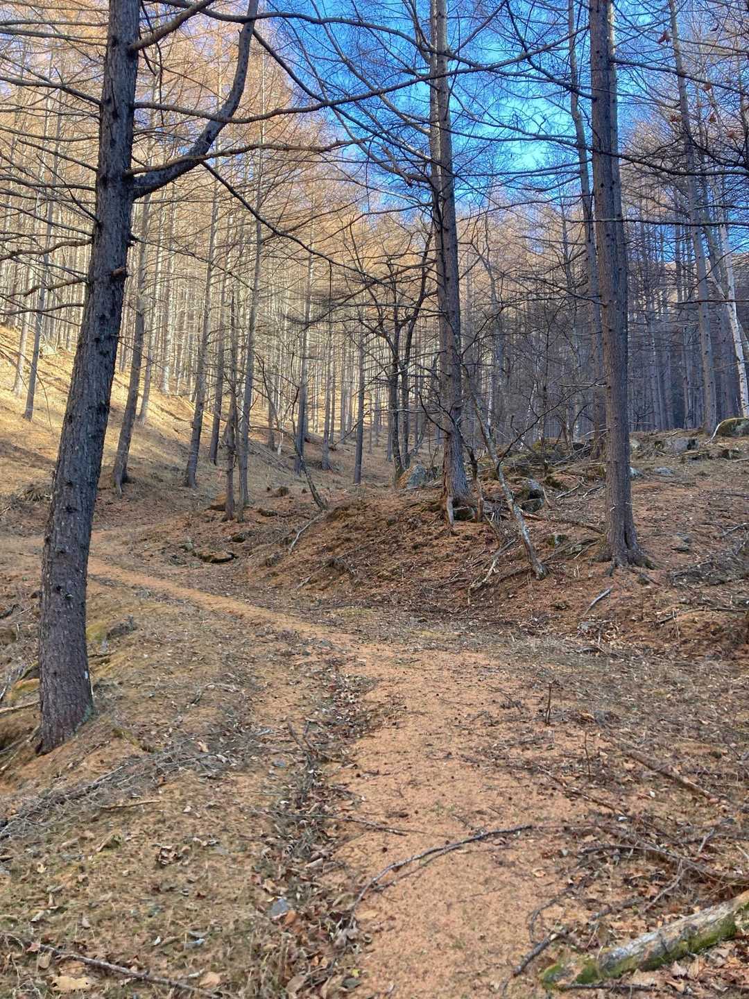 吾郎山登山口-五郎山 往復コースの写真