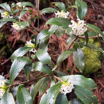ジンチョウゲ✨
崇高な香りがします♥️