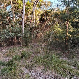 こっちが山頂♪
五神山 山頂♪