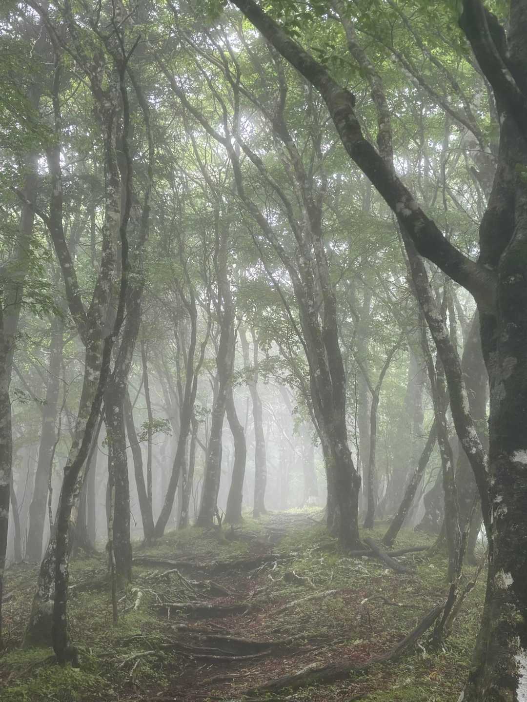 富士箱根トレイル2025「春」の写真