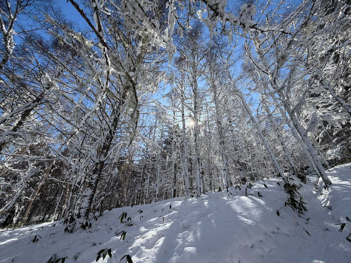見たかった霧氷❄️素晴らしい✨