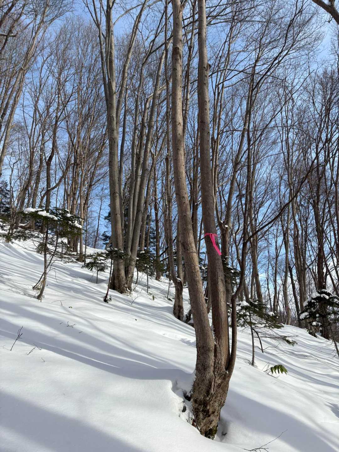 晴れてきました
