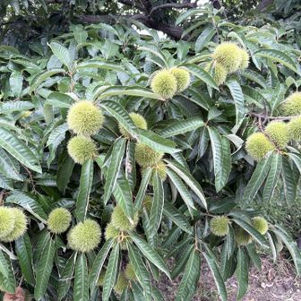 栗だ🌰