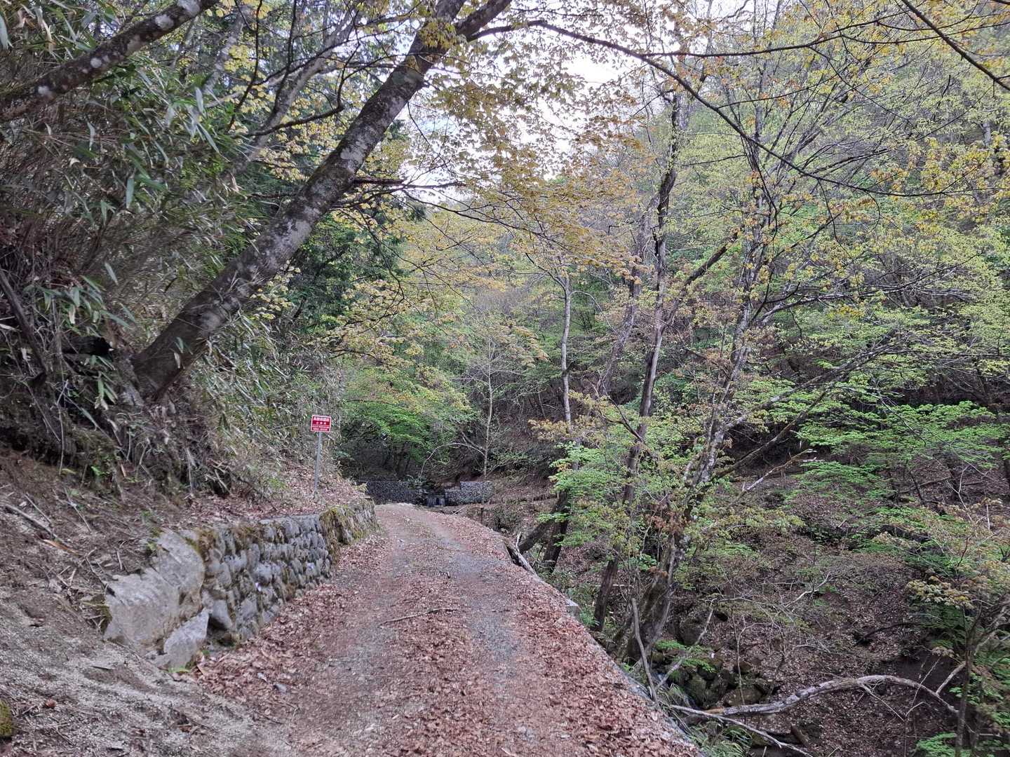 最初はこんな感じの林道
鳥が大合唱　｢もっとくれ！｣とか｢ちょっと来い！｣と鳴いてます😆
先週甲武信ヶ岳で聞いたエゾムシクイやミソソザイの声は聞き分けできました。