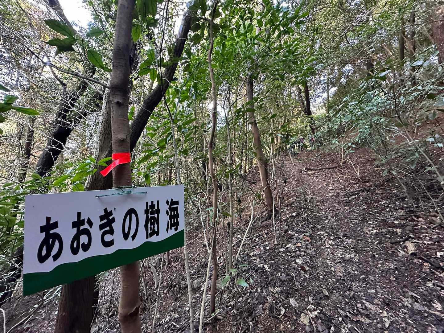 あおきの樹海