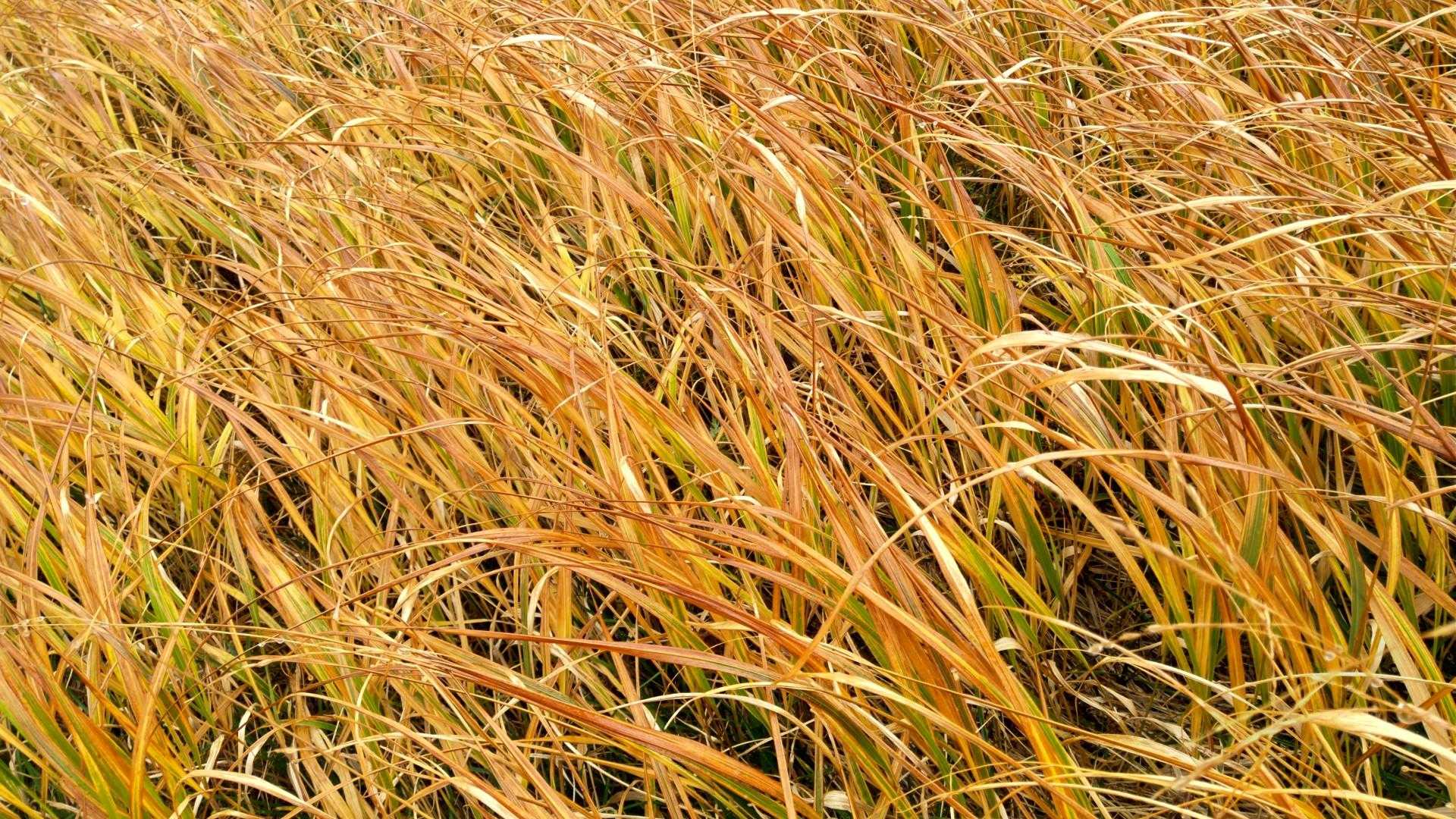 🌾🌾眩しい