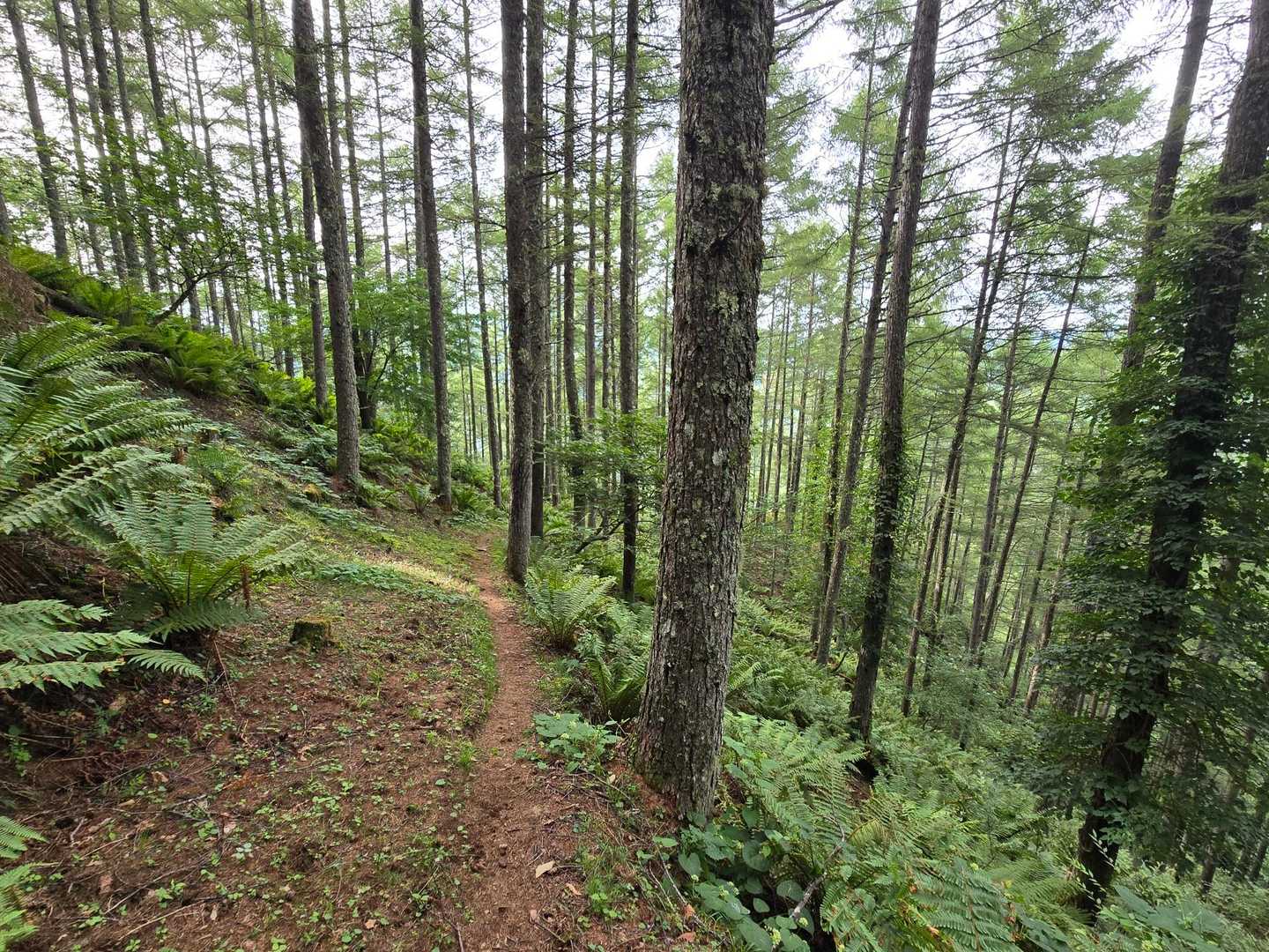 下山します🌲