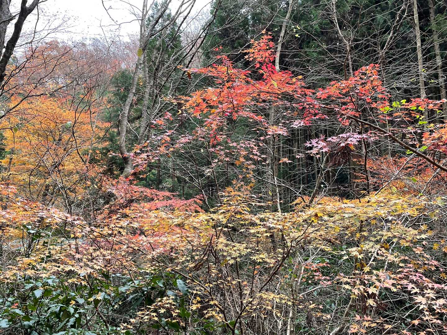 🍁紅葉って良いですね😃